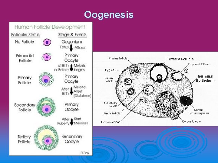 Oogenesis 