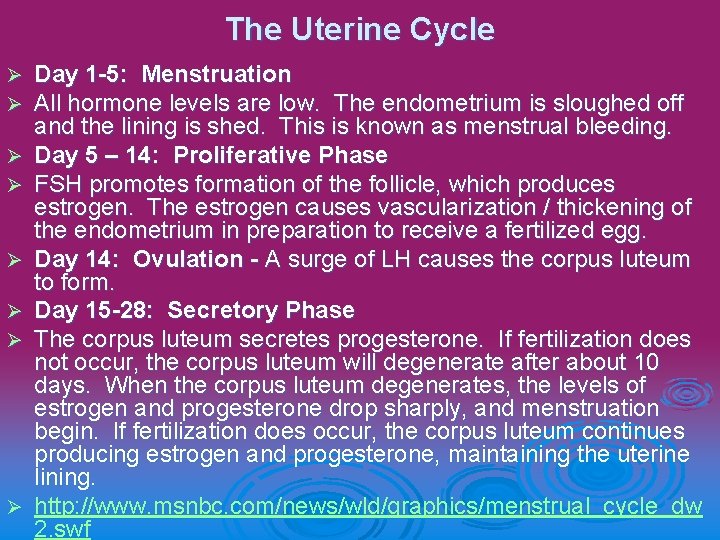The Uterine Cycle Ø Ø Ø Ø Day 1 -5: Menstruation All hormone levels
