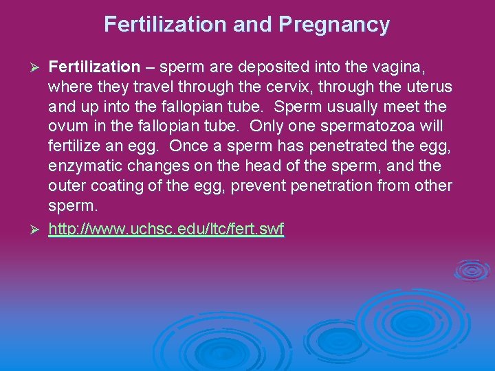 Fertilization and Pregnancy Fertilization – sperm are deposited into the vagina, where they travel