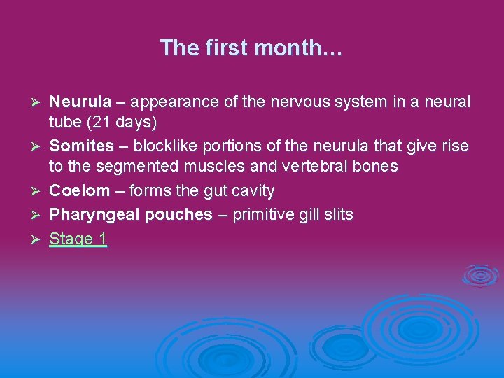 The first month… Ø Ø Ø Neurula – appearance of the nervous system in