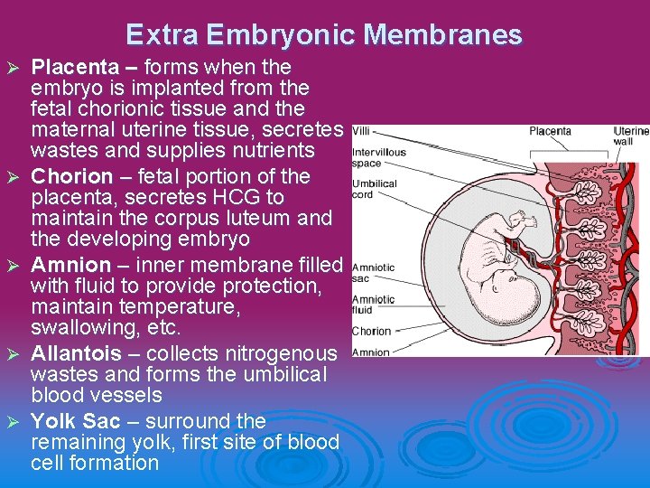 Extra Embryonic Membranes Ø Ø Ø Placenta – forms when the embryo is implanted