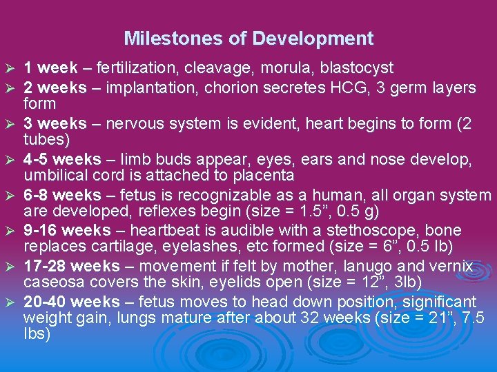 Milestones of Development Ø Ø Ø Ø 1 week – fertilization, cleavage, morula, blastocyst