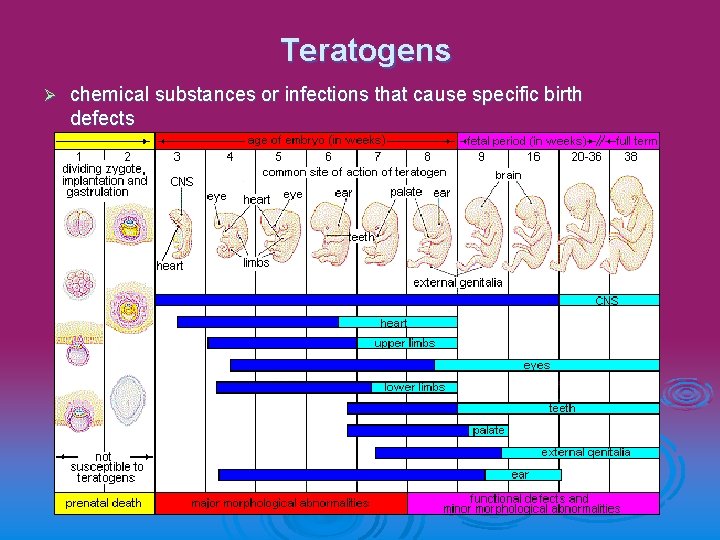 Teratogens Ø chemical substances or infections that cause specific birth defects 