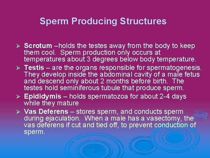 Sperm Producing Structures Scrotum –holds the testes away from the body to keep them