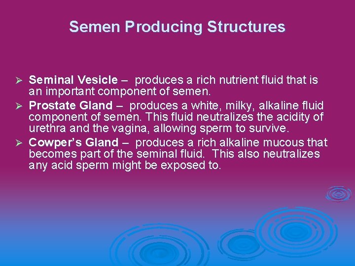 Semen Producing Structures Seminal Vesicle – produces a rich nutrient fluid that is an