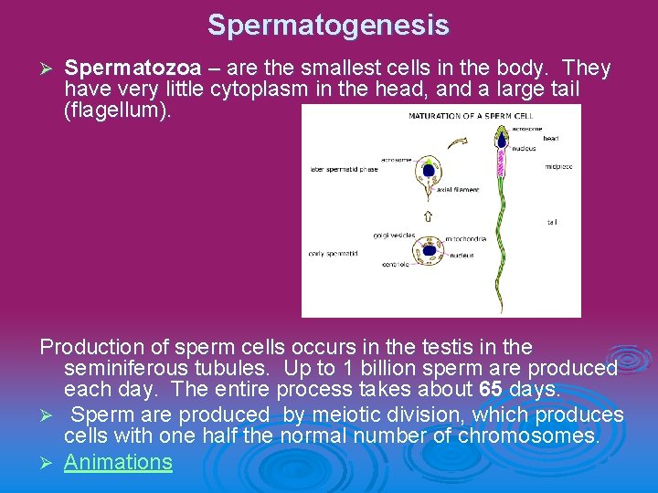 Spermatogenesis Ø Spermatozoa – are the smallest cells in the body. They have very