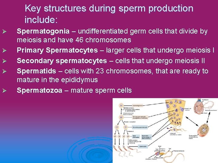 Key structures during sperm production include: Ø Ø Ø Spermatogonia – undifferentiated germ cells