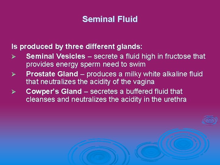 Seminal Fluid Is produced by three different glands: Ø Seminal Vesicles – secrete a