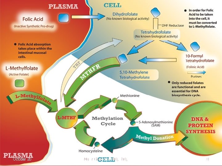 October 20 Munir Gharaibeh MD, Ph. D, MHPE 38 