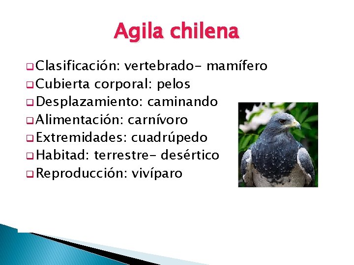 Agila chilena q Clasificación: vertebrado- mamífero q Cubierta corporal: pelos q Desplazamiento: caminando q
