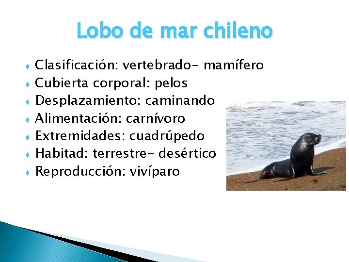 Lobo de mar chileno ♦ ♦ ♦ ♦ Clasificación: vertebrado- mamífero Cubierta corporal: pelos