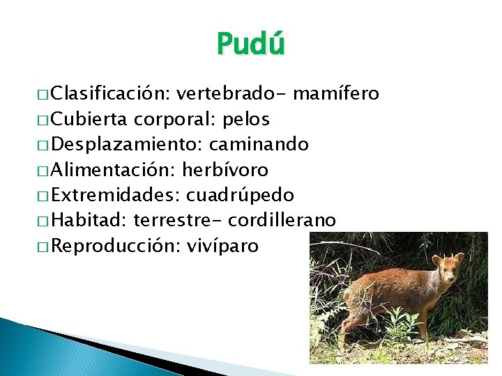 Pudú � Clasificación: vertebrado- mamífero � Cubierta corporal: pelos � Desplazamiento: caminando � Alimentación: