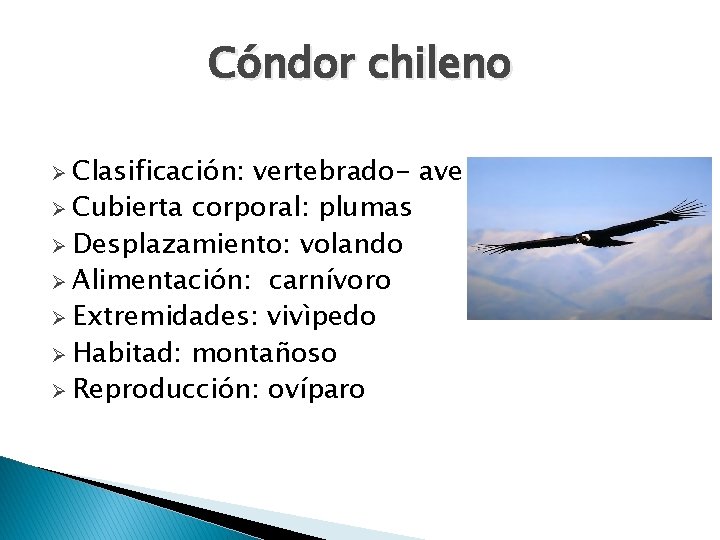 Cóndor chileno Ø Clasificación: vertebrado- ave Ø Cubierta corporal: plumas Ø Desplazamiento: volando Ø