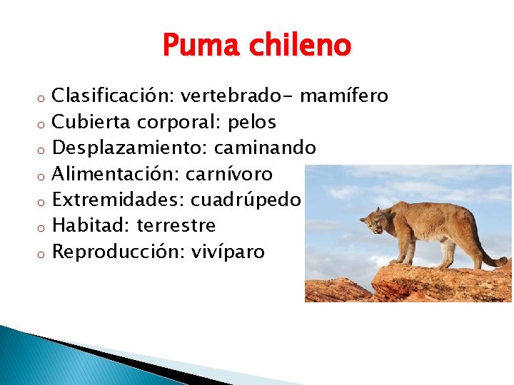 Puma chileno o o o Clasificación: vertebrado- mamífero Cubierta corporal: pelos Desplazamiento: caminando Alimentación: