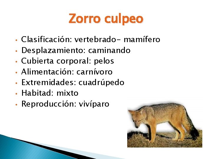 Zorro culpeo • • Clasificación: vertebrado- mamífero Desplazamiento: caminando Cubierta corporal: pelos Alimentación: carnívoro