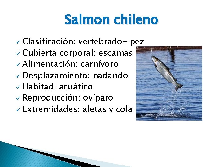 Salmon chileno ü Clasificación: vertebrado- pez ü Cubierta corporal: escamas ü Alimentación: carnívoro ü