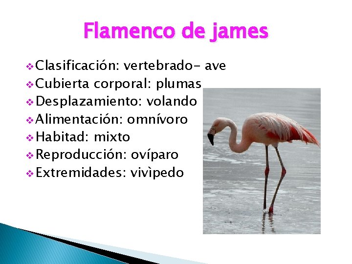 Flamenco de james v Clasificación: vertebrado- ave v Cubierta corporal: plumas v Desplazamiento: volando