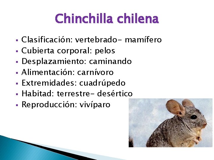 Chinchilla chilena § § § § Clasificación: vertebrado- mamífero Cubierta corporal: pelos Desplazamiento: caminando