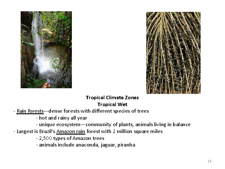 Tropical Climate Zones Tropical Wet - Rain forests—dense forests with different species of trees