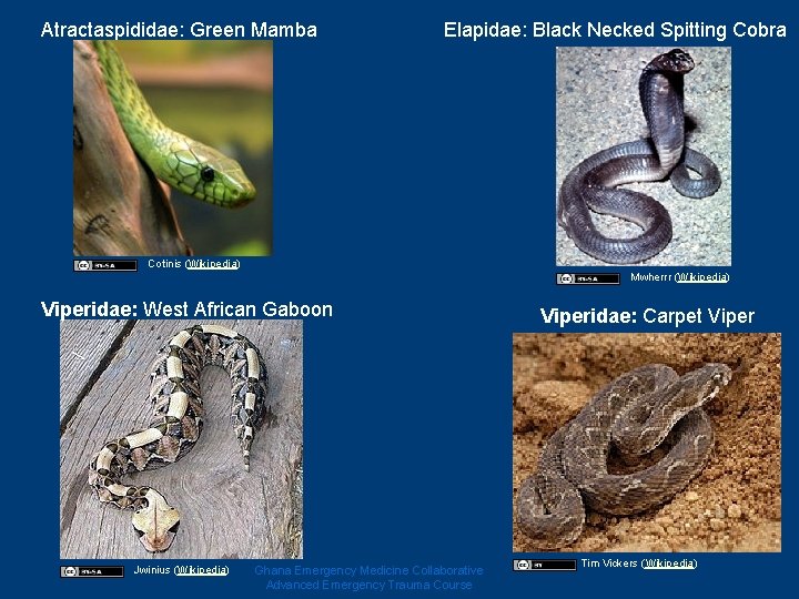 Atractaspididae: Green Mamba Elapidae: Black Necked Spitting Cobra Cotinis (Wikipedia) Mwherrr (Wikipedia) Viperidae: West Atractaspididae: Green Mamba Elapidae: Black Necked Spitting Cobra Cotinis (Wikipedia) Mwherrr (Wikipedia) Viperidae: West