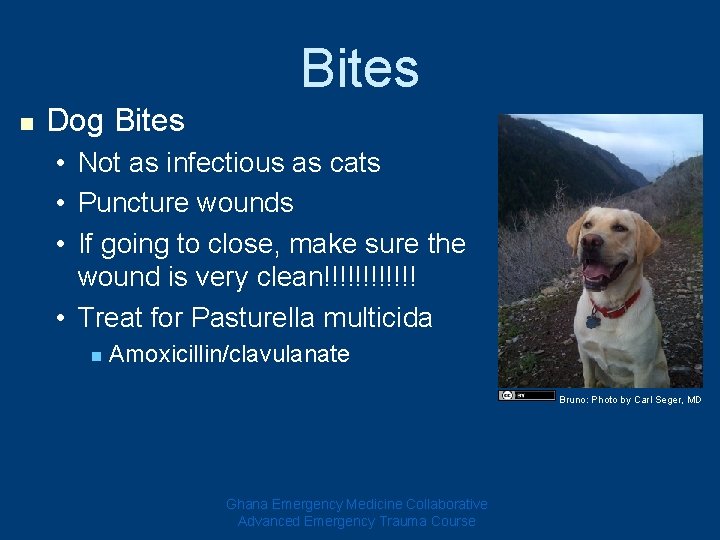 Bites n Dog Bites • Not as infectious as cats • Puncture wounds • Bites n Dog Bites • Not as infectious as cats • Puncture wounds •