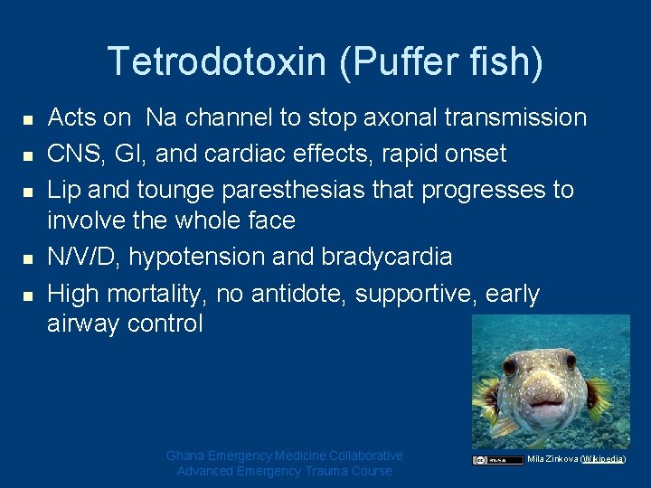 Tetrodotoxin (Puffer fish) n n n Acts on Na channel to stop axonal transmission Tetrodotoxin (Puffer fish) n n n Acts on Na channel to stop axonal transmission