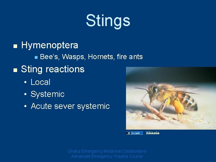 Stings n Hymenoptera n n Bee’s, Wasps, Hornets, fire ants Sting reactions • Local Stings n Hymenoptera n n Bee’s, Wasps, Hornets, fire ants Sting reactions • Local
