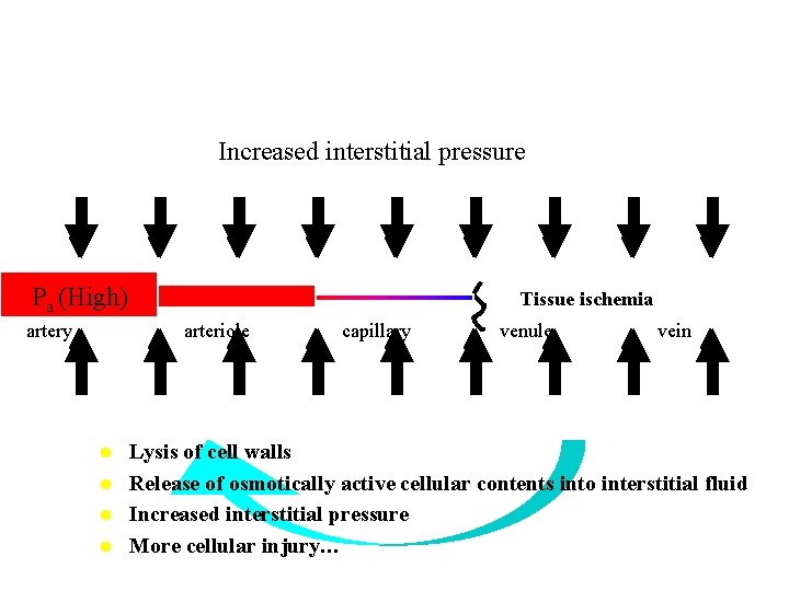 Increased interstitial pressure Pa (High) artery Tissue ischemia arteriole l l capillary venule vein