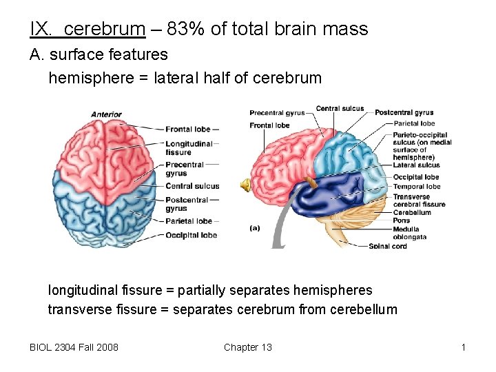 IX. cerebrum – 83% of total brain mass A. surface features hemisphere = lateral