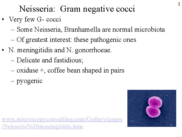 Neisseria: Gram negative cocci • Very few G- cocci – Some Neisseria, Branhamella are