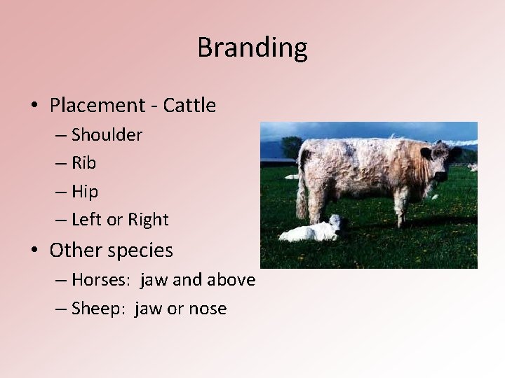 Branding • Placement - Cattle – Shoulder – Rib – Hip – Left or