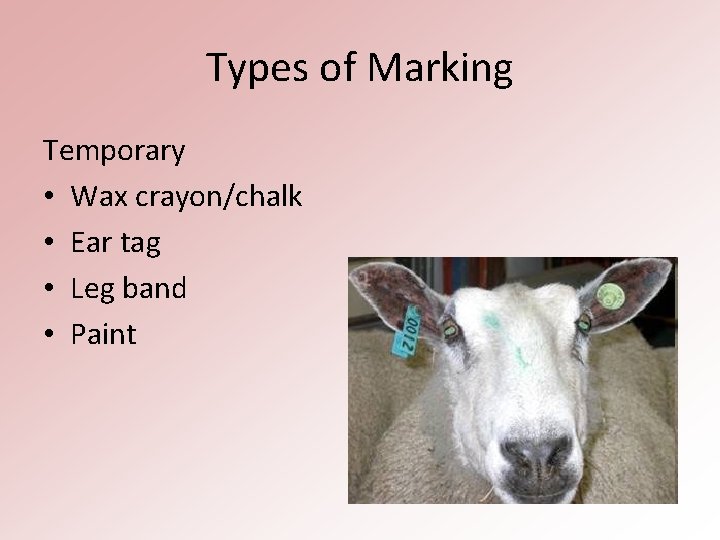 Types of Marking Temporary • Wax crayon/chalk • Ear tag • Leg band •