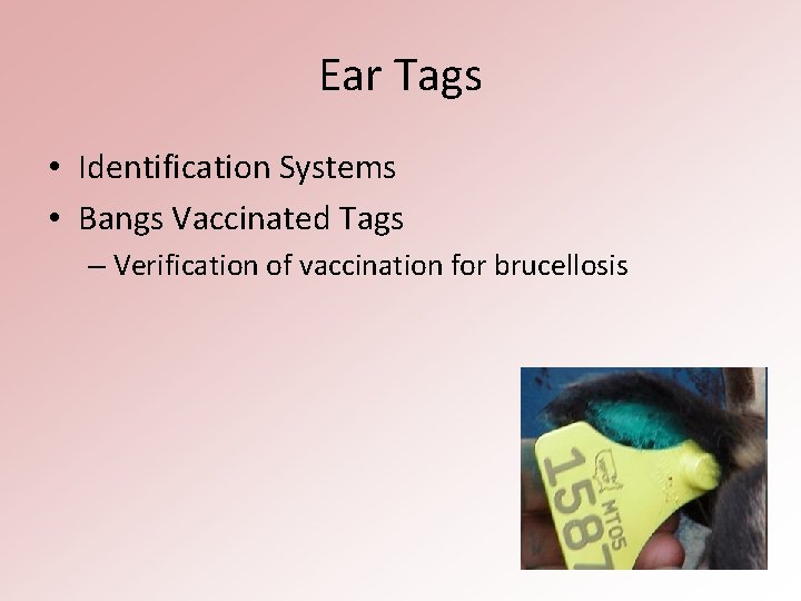 Ear Tags • Identification Systems • Bangs Vaccinated Tags – Verification of vaccination for