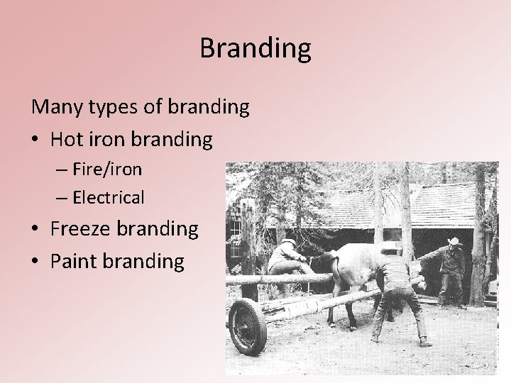 Branding Many types of branding • Hot iron branding – Fire/iron – Electrical •
