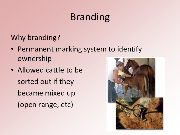 Branding Why branding? • Permanent marking system to identify ownership • Allowed cattle to