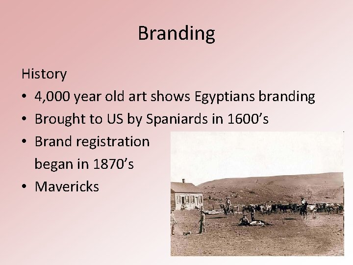 Branding History • 4, 000 year old art shows Egyptians branding • Brought to