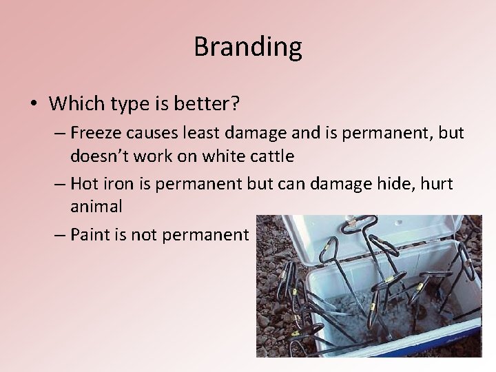 Branding • Which type is better? – Freeze causes least damage and is permanent,