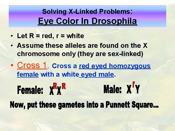Solving X-Linked Problems: Eye Color In Drosophila • Let R = red, r =