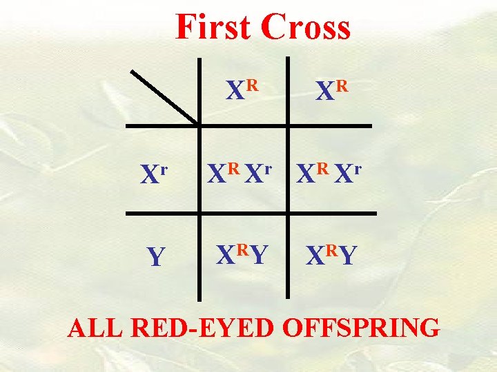 First Cross XR Xr Y XR XR Xr X RY ALL RED-EYED OFFSPRING 