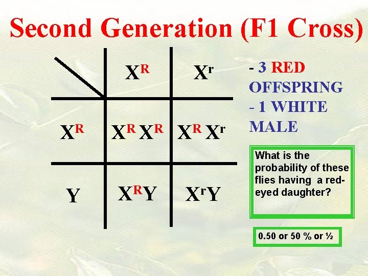 Second Generation (F 1 Cross) XR XR Y Xr XR XR XR Xr X