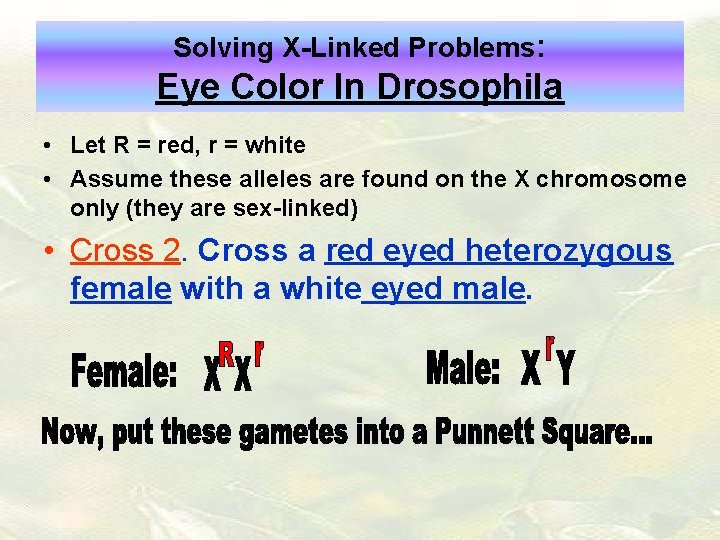 Solving X-Linked Problems: Eye Color In Drosophila • Let R = red, r =