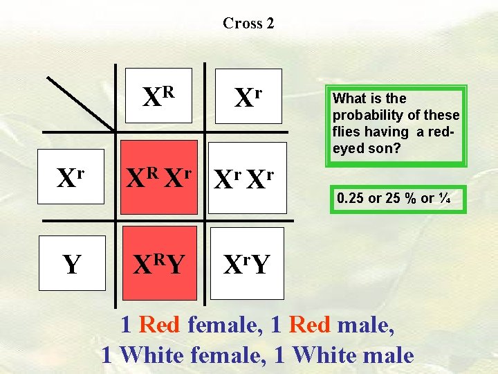 Cross 2 XR Xr Xr Xr Y X RY What is the probability of