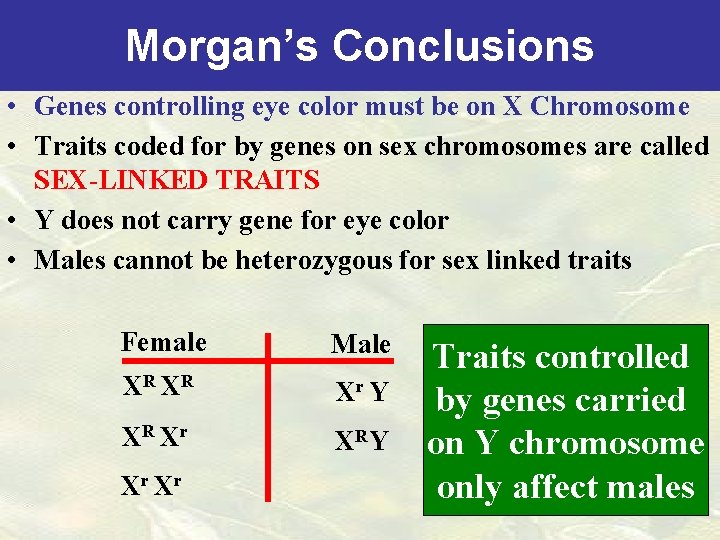 Morgan’s Conclusions • Genes controlling eye color must be on X Chromosome • Traits
