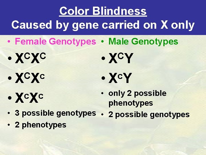 Color Blindness Caused by gene carried on X only • Female Genotypes • Male