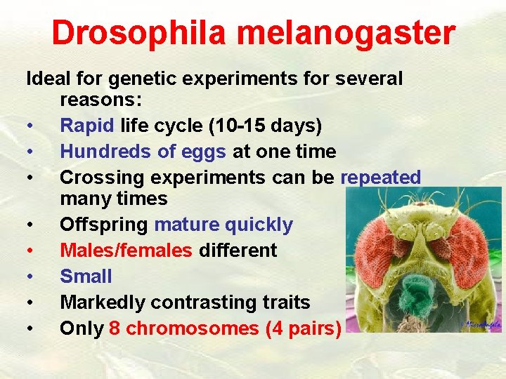 Drosophila melanogaster Ideal for genetic experiments for several reasons: • Rapid life cycle (10
