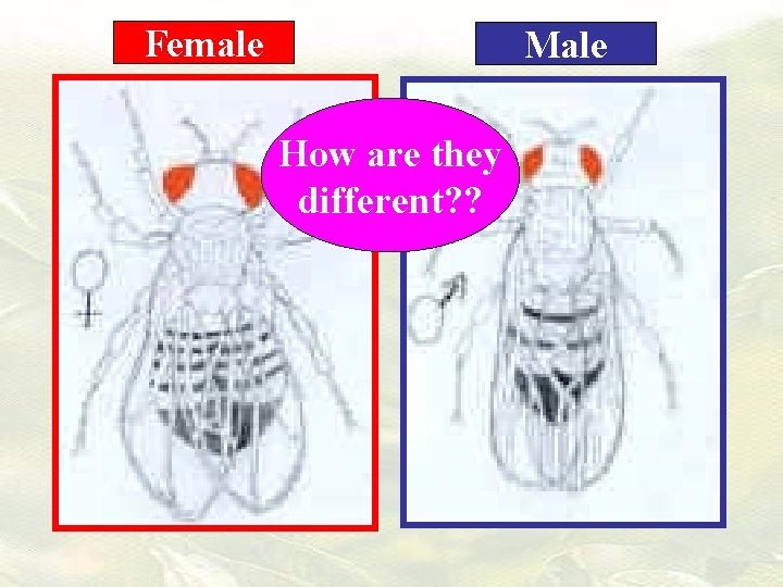 Female Male How are they different? ? 