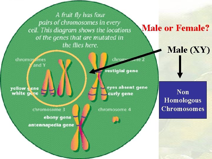 Male or Female? Male (XY) Non Homologous Chromosomes 