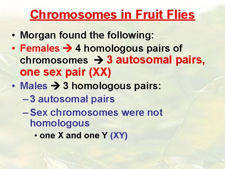 Chromosomes in Fruit Flies • Morgan found the following: • Females 4 homologous pairs