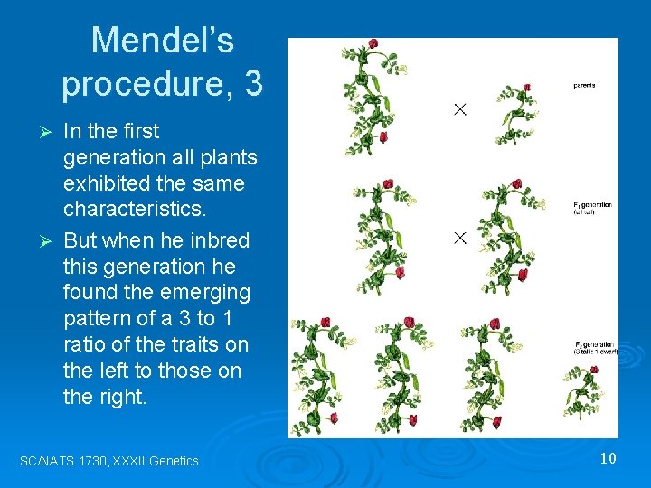 Mendel’s procedure, 3 In the first generation all plants exhibited the same characteristics. Ø