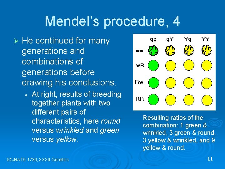 Mendel’s procedure, 4 Ø He continued for many generations and combinations of generations before